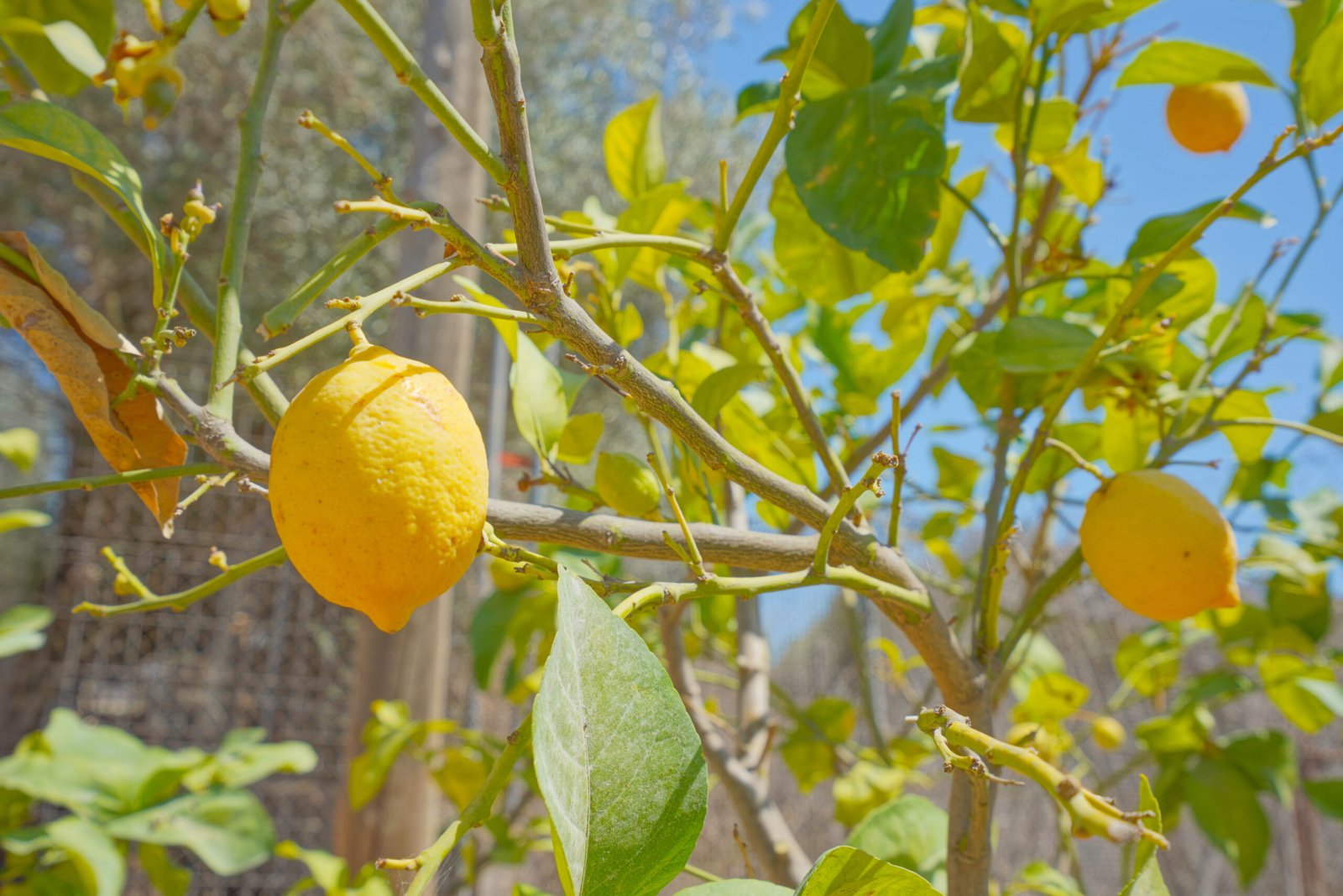 C3XY4395JAV Traditionelle Villa auf flachem Grundstück mit Gewerbeerlaubnis zum Verkauf in Jávea