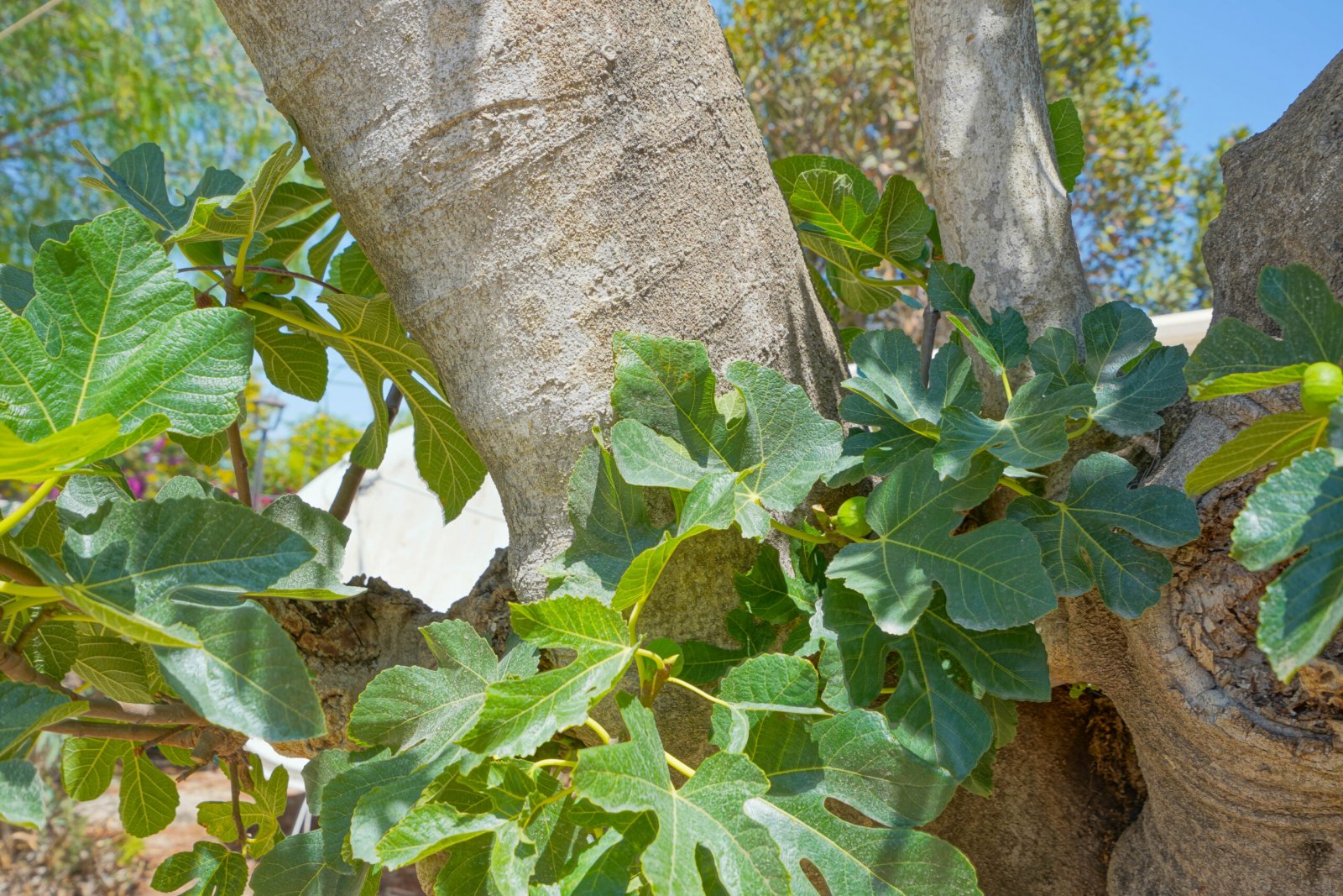 C3XY4395JAV Traditionelle Villa auf flachem Grundstück mit Gewerbeerlaubnis zum Verkauf in Jávea