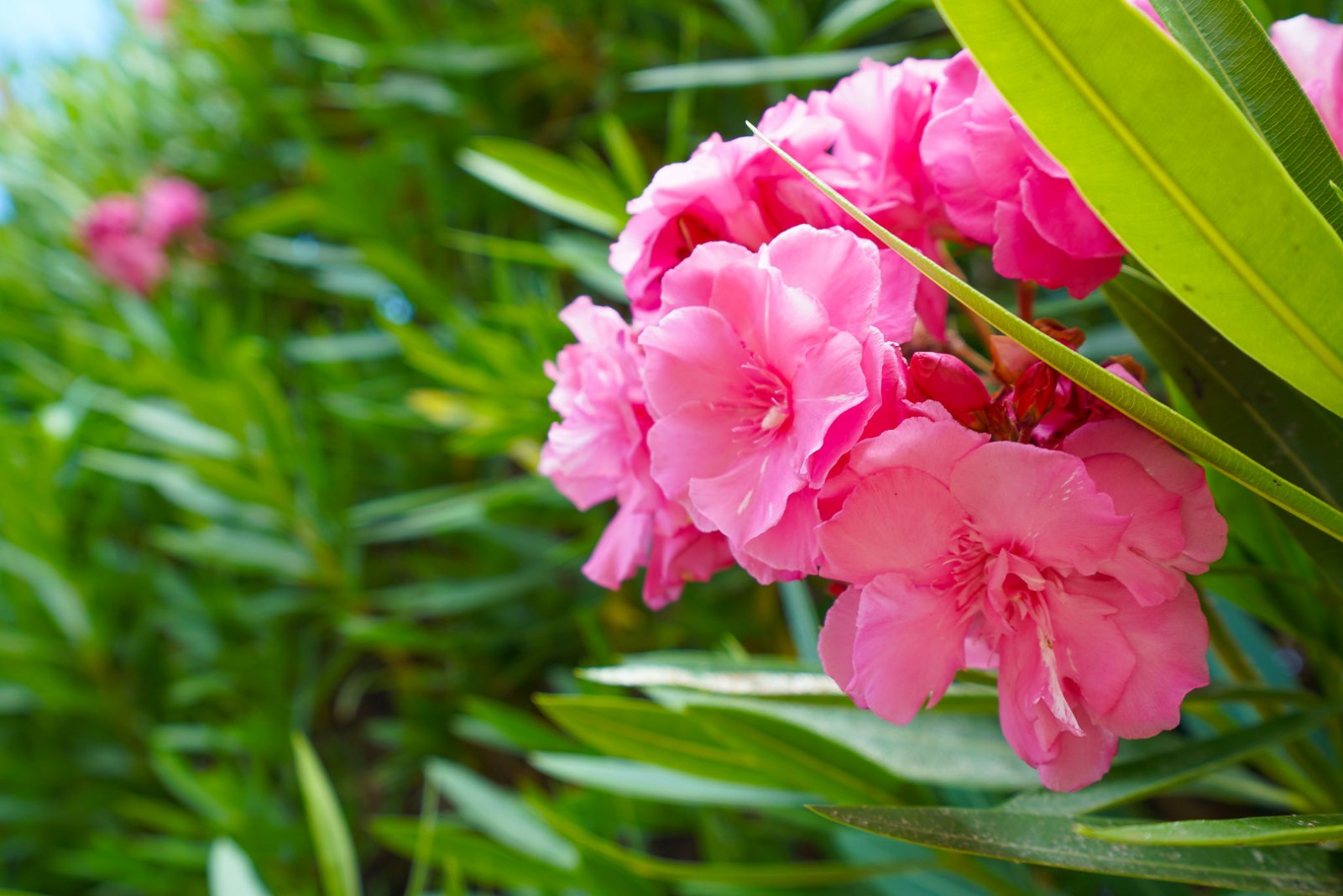 4397ELS Villa auf großem Grundstück mit geräumigem Gästehaus in Els Poblets zu verkaufen