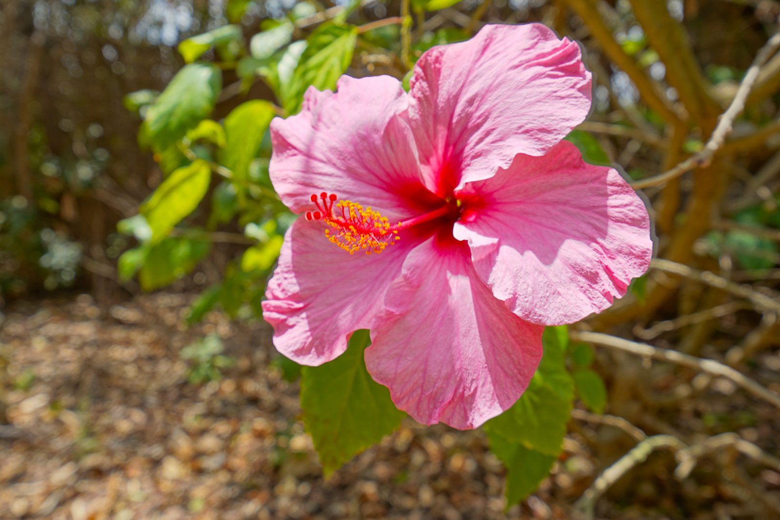 4396JAV Traditionelle Villa mit Gästehaus zu verkaufen in Jávea
