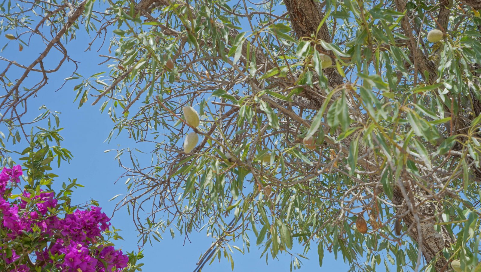 C3XY4395JAV Traditionelle Villa auf flachem Grundstück mit Gewerbeerlaubnis zum Verkauf in Jávea