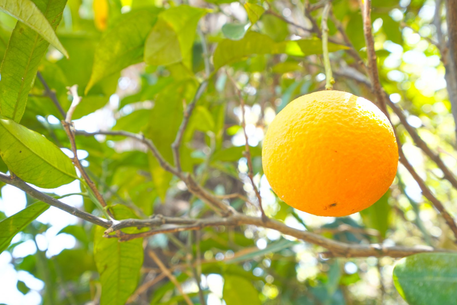4396JAV Traditionelle Villa mit Gästehaus zu verkaufen in Jávea