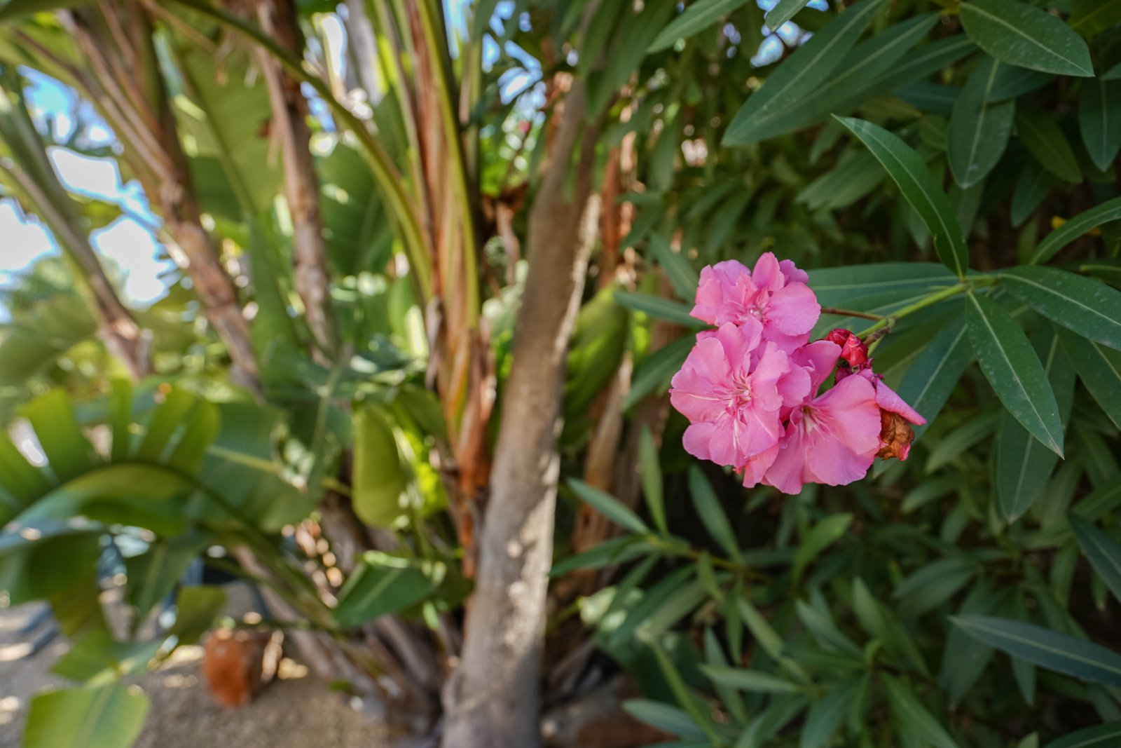 C4XY4578JAV Traditionelle Villa zum Verkauf in Costa Nova, Jávea