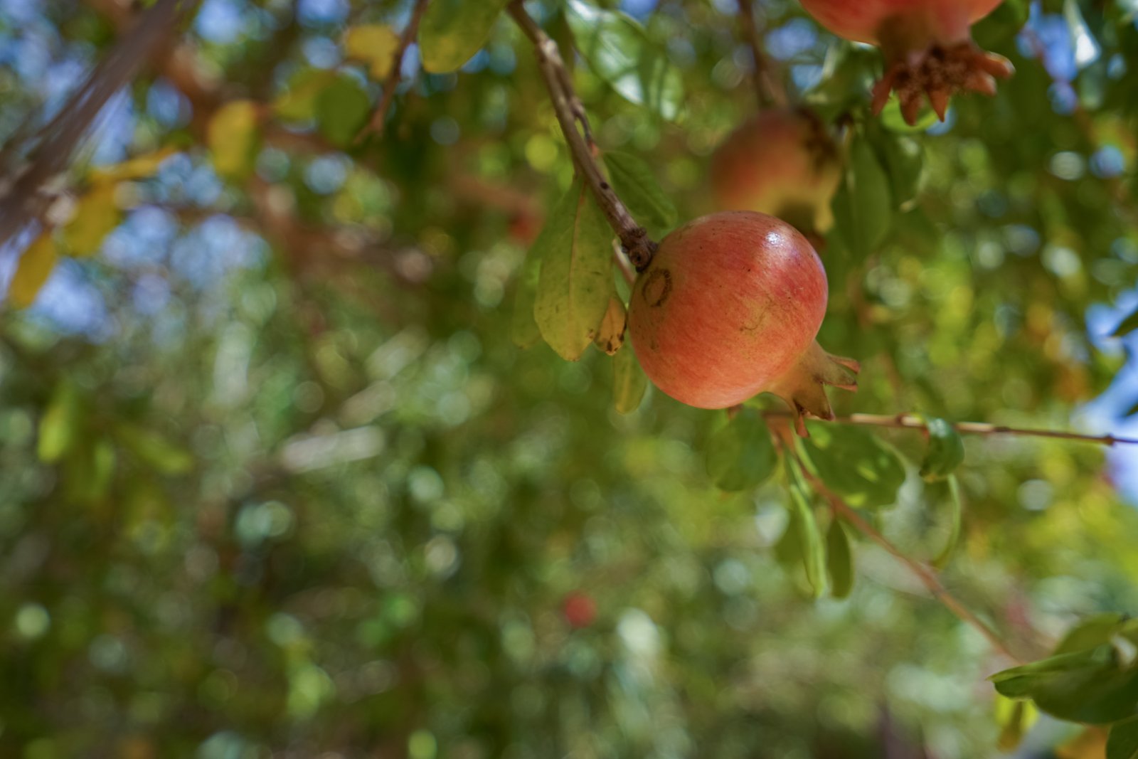 4566JAV Traditionelle, einstöckige Villa zum Verkauf in Jávea