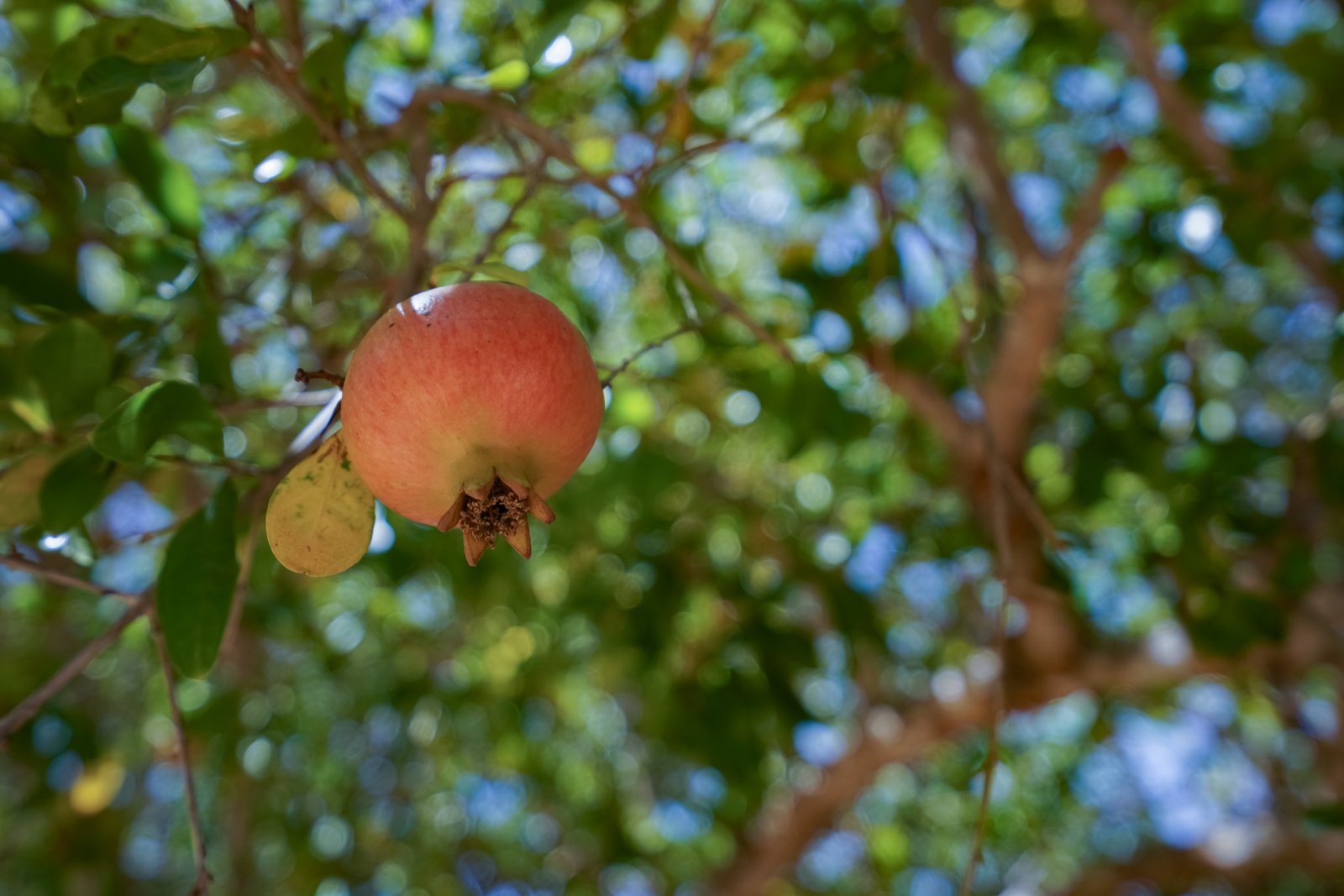 4566JAV Traditionelle, einstöckige Villa zum Verkauf in Jávea