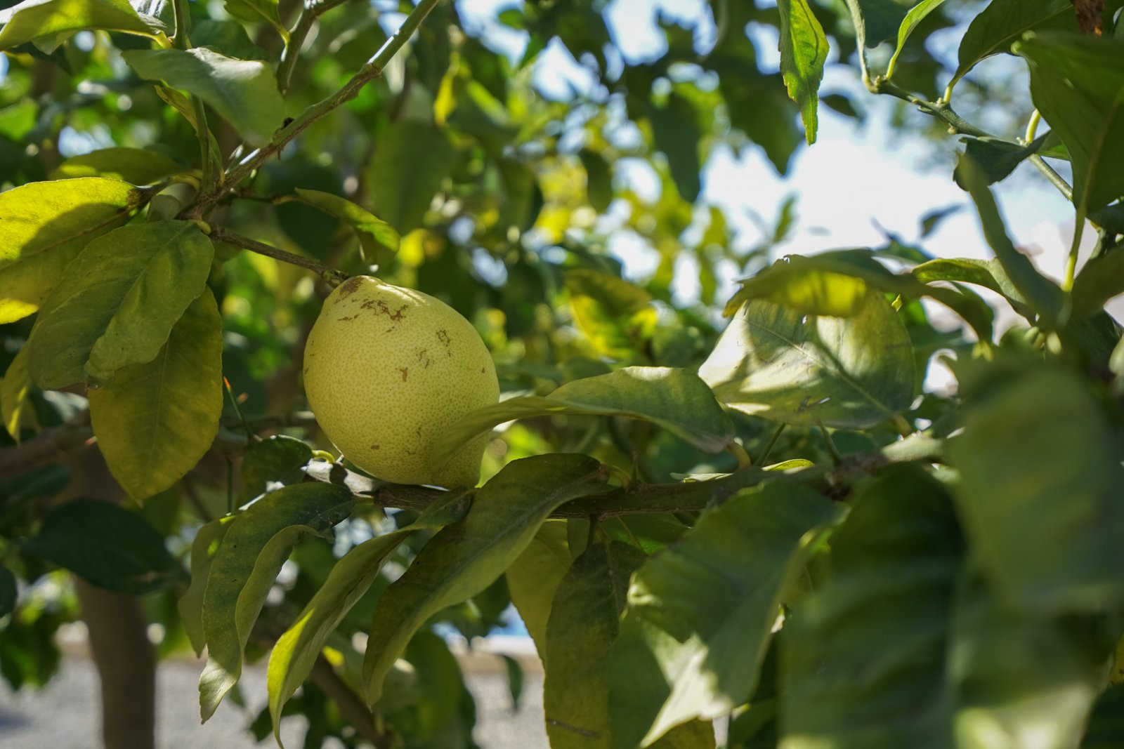 C4XY4581BEN Moderne Villa zum Verkauf in La Fustera Benissa