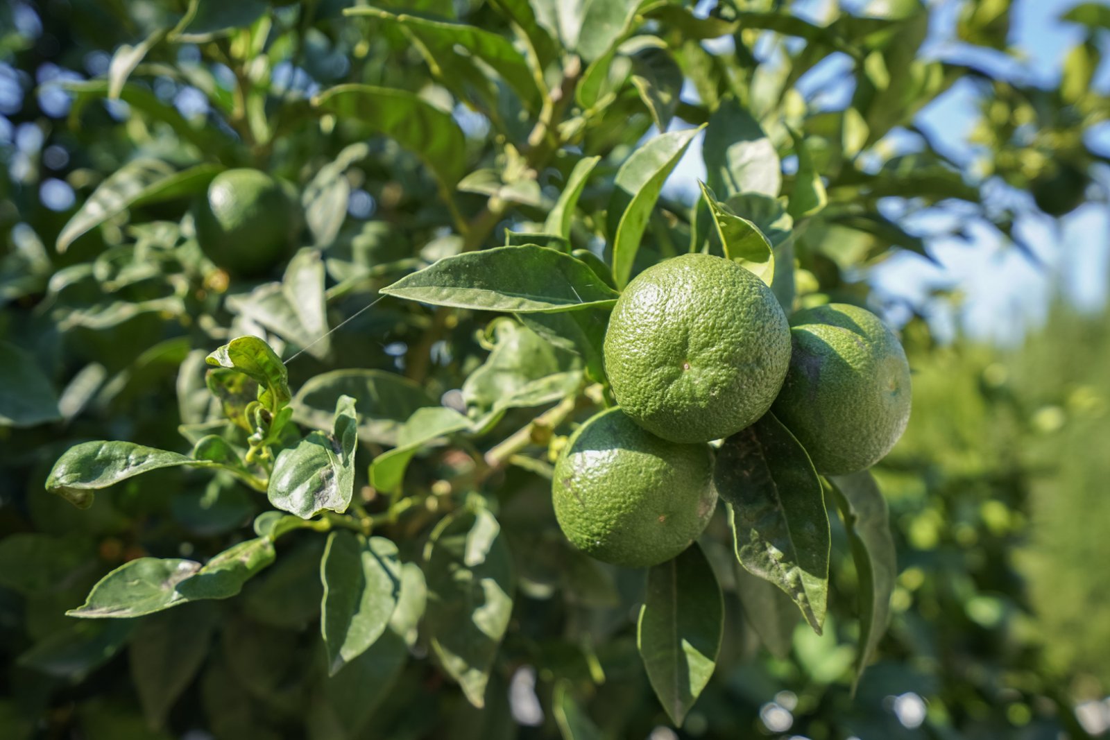 C4XY4581BEN Moderne Villa zum Verkauf in La Fustera Benissa