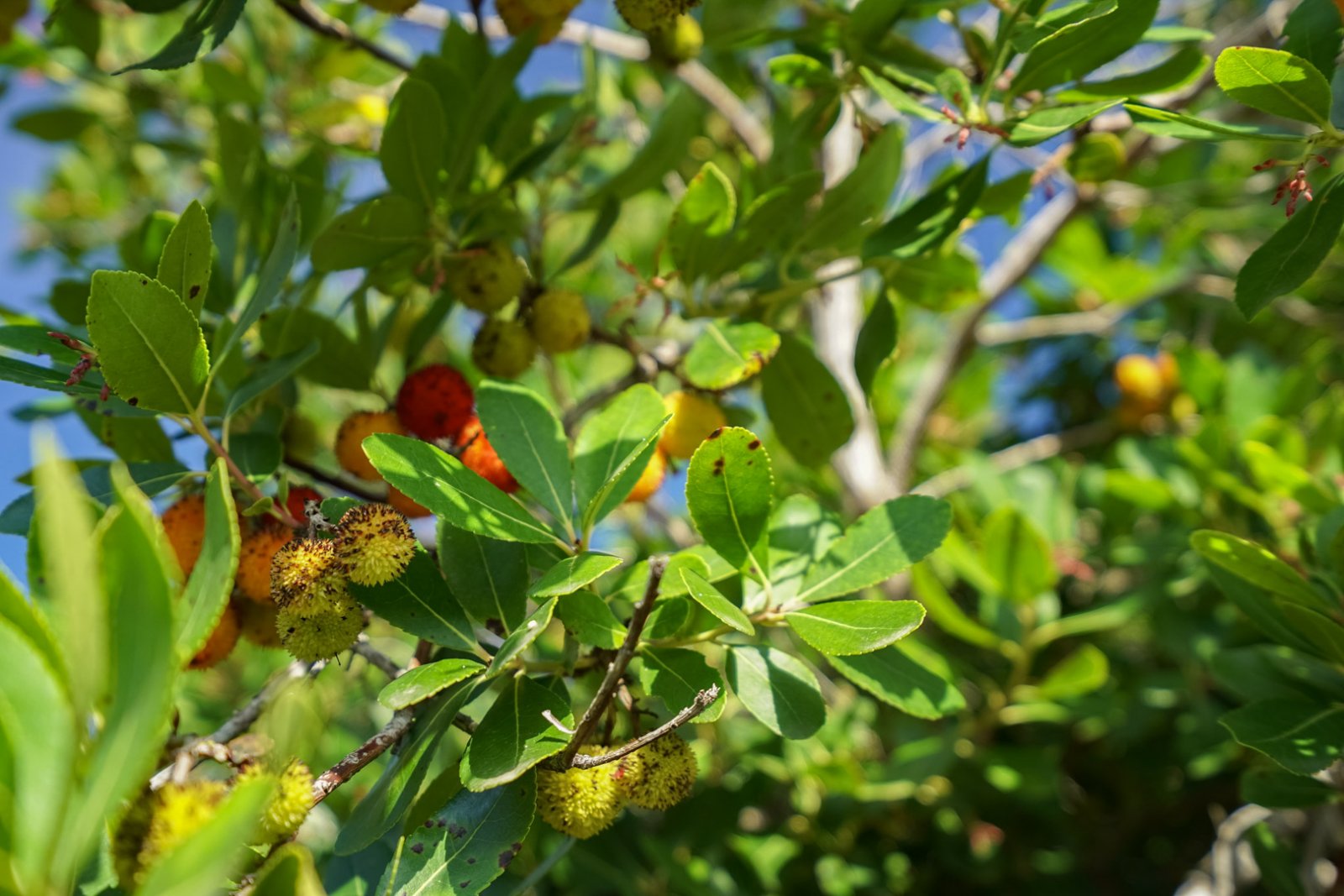 C3XY4583JAV Villa zum Verkauf in La Lluca Jávea