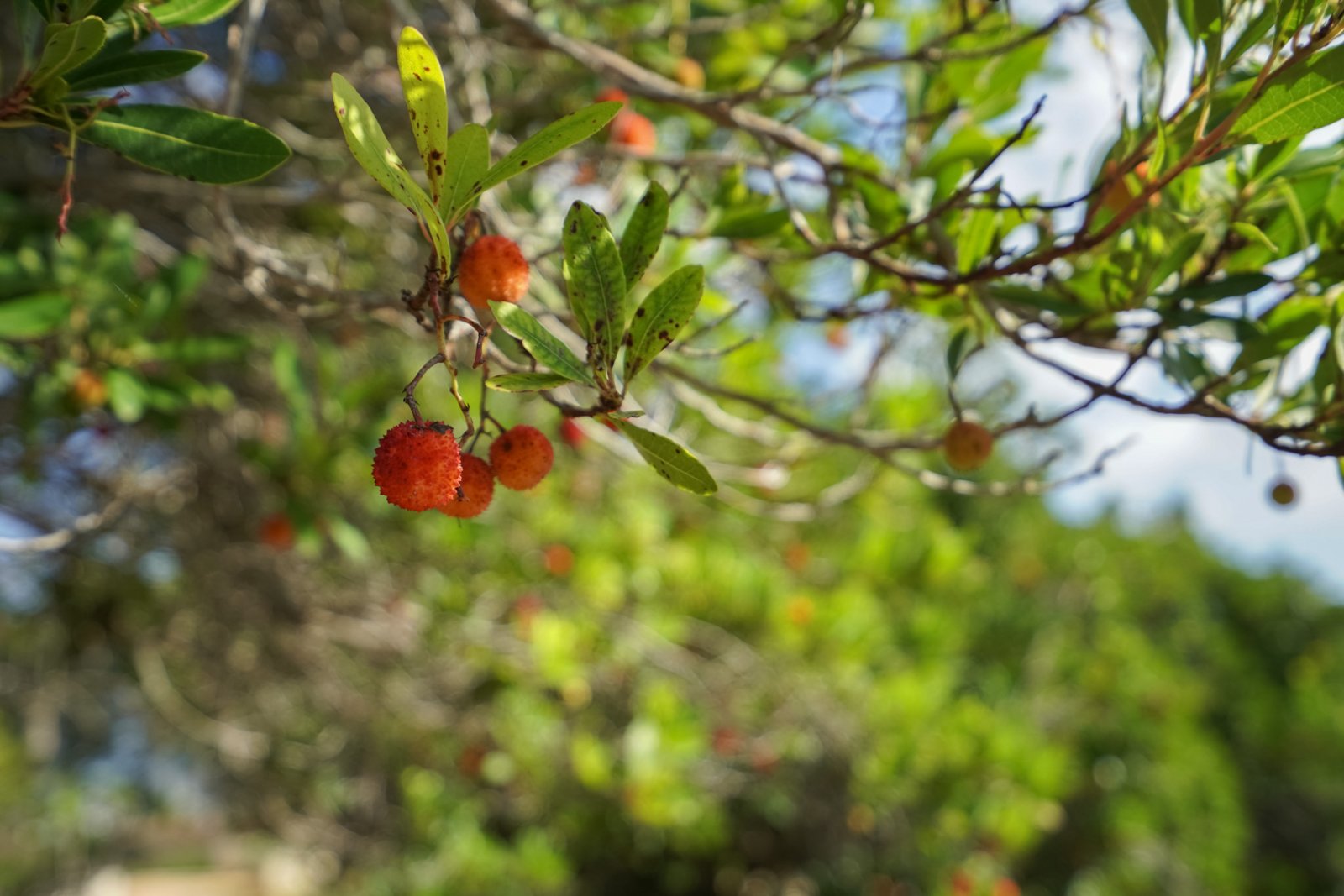 C3XY4582JAV 4 Grundstücke zum Verkauf in La Lluca, Jávea