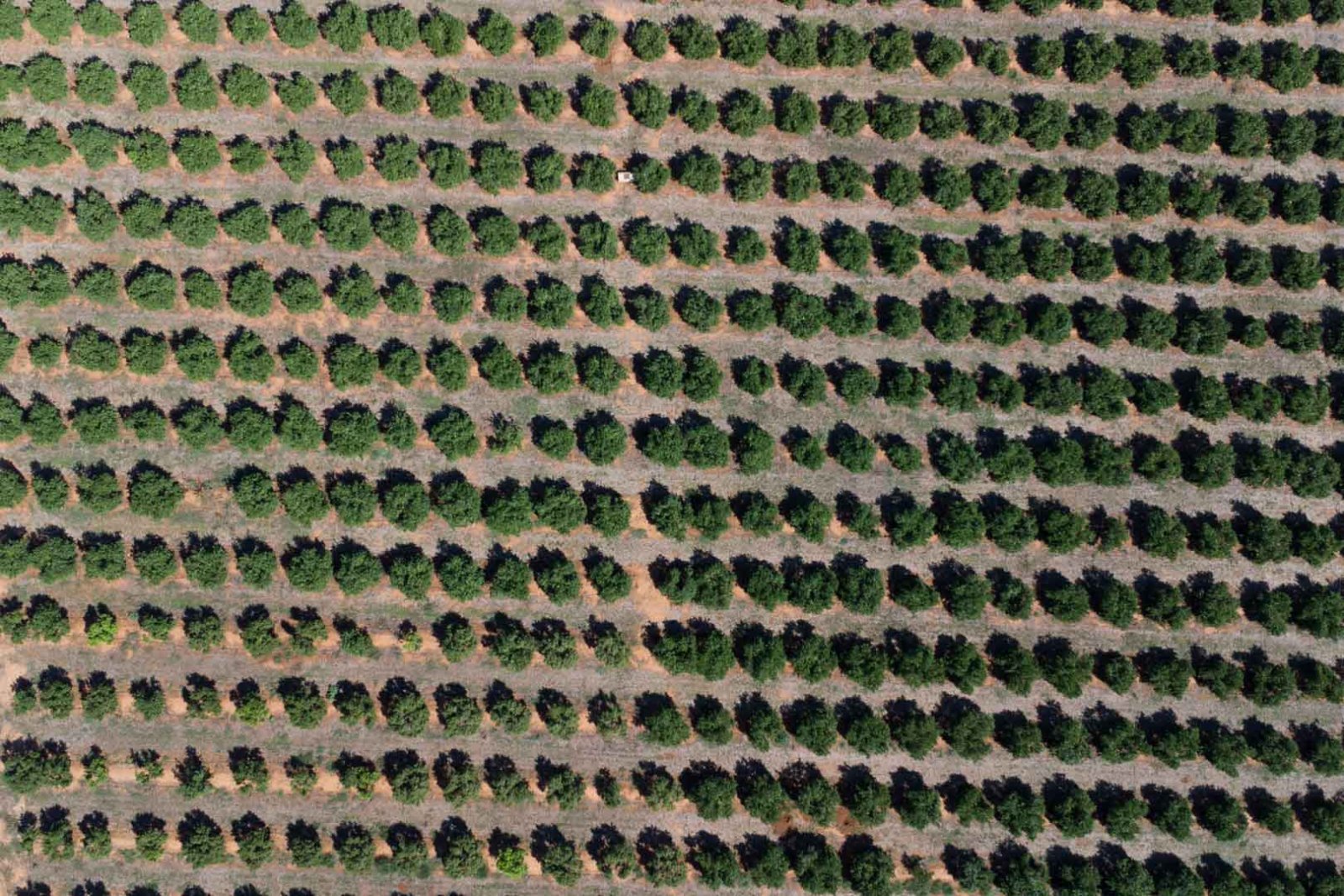 C3XY8296DEN Landhaus zum Renovieren mit großem Grundstück in Denia zu verkaufen.