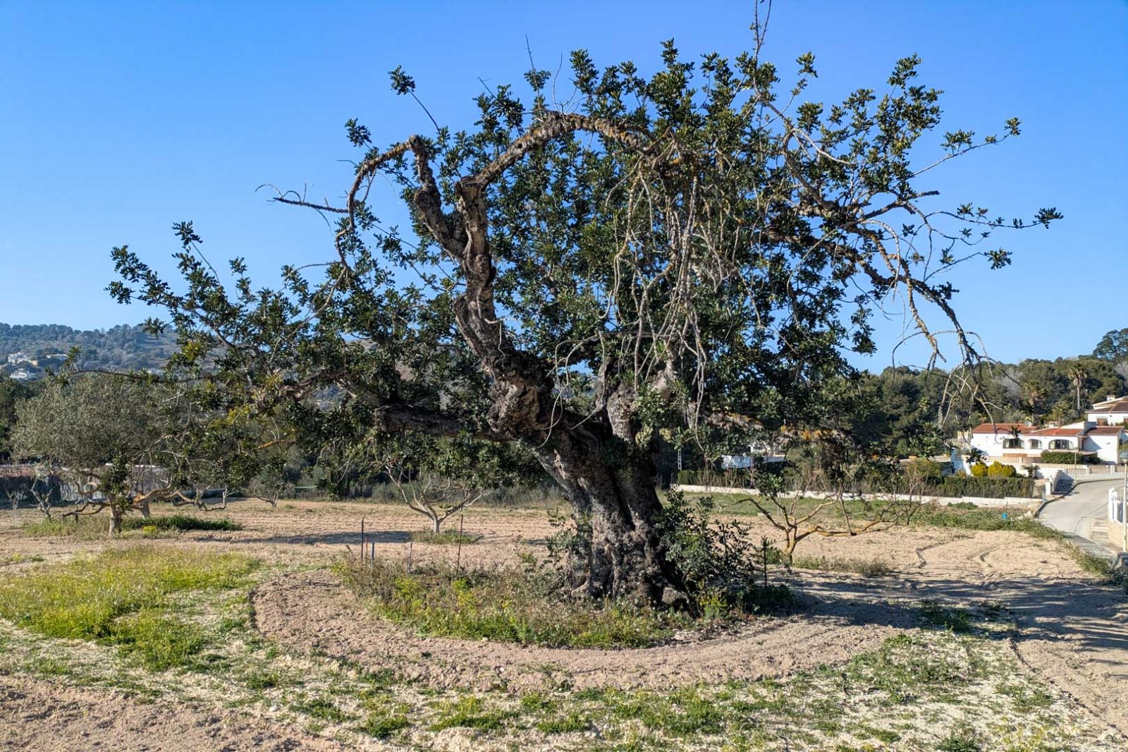 4628JAV Traditionelle Finca mit mehreren Grundstücken zum Verkauf in Pinosol-Las Laderas, Jávea