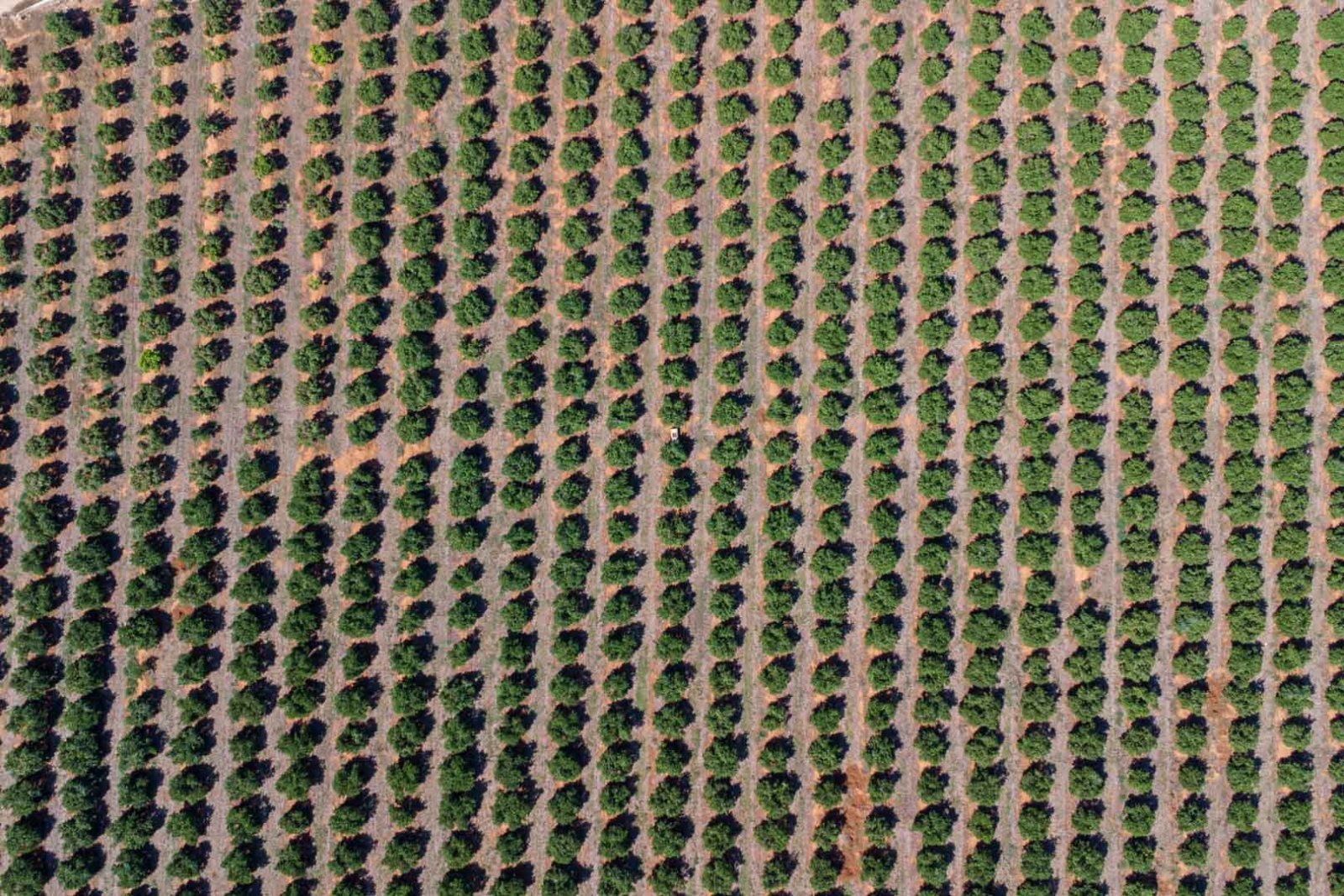 C3XY8296DEN Landhaus zum Renovieren mit großem Grundstück in Denia zu verkaufen.
